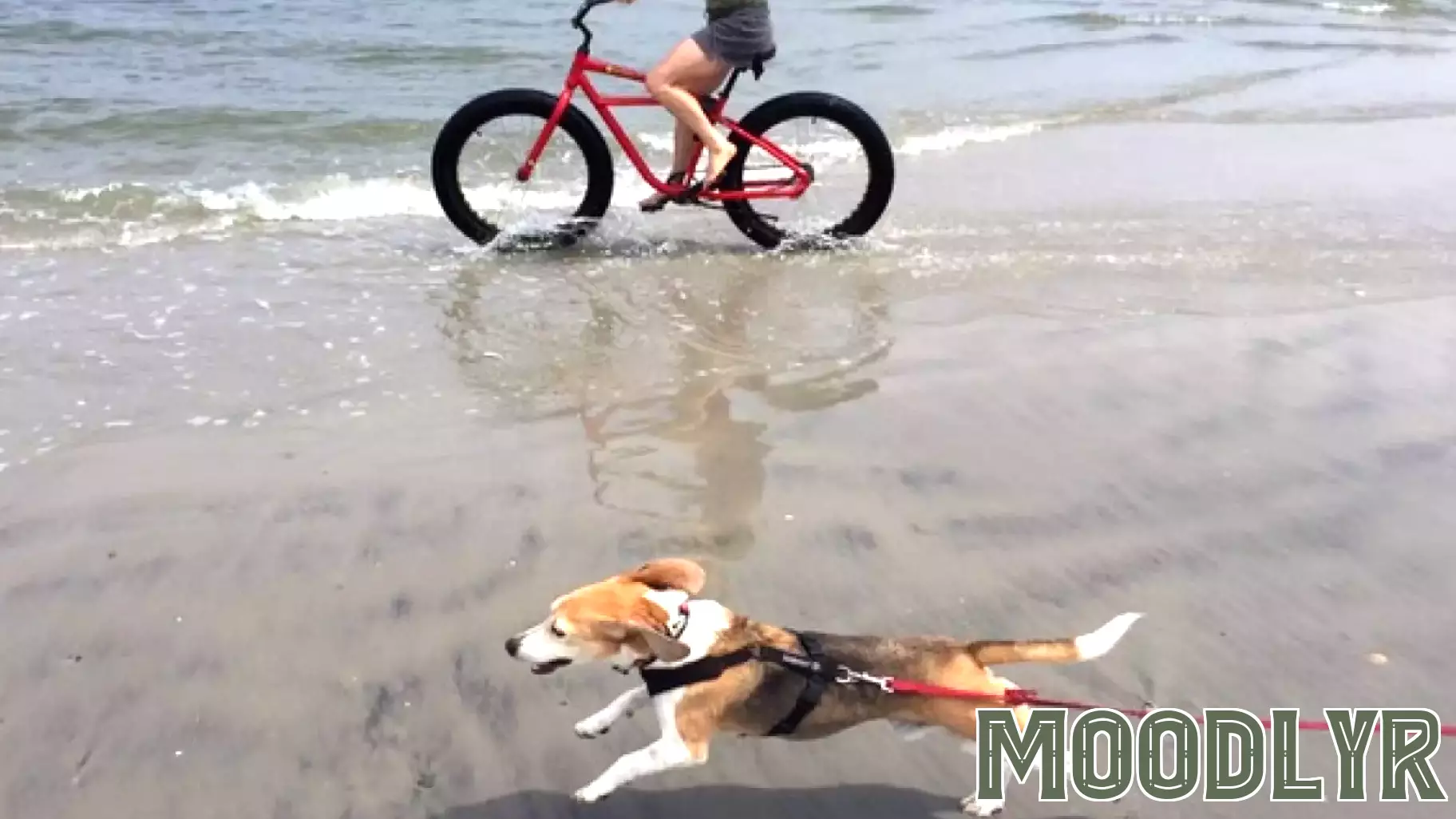 A Touching Story of Resilience and Love for Rescued Lab Dogs
