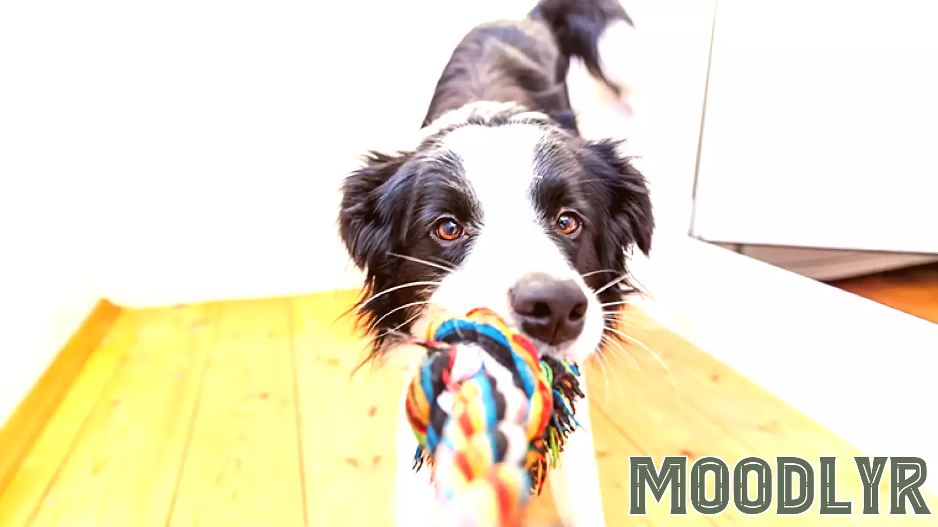Canines Showcase Remarkable Cognitive Abilities Through Linguistic Games
