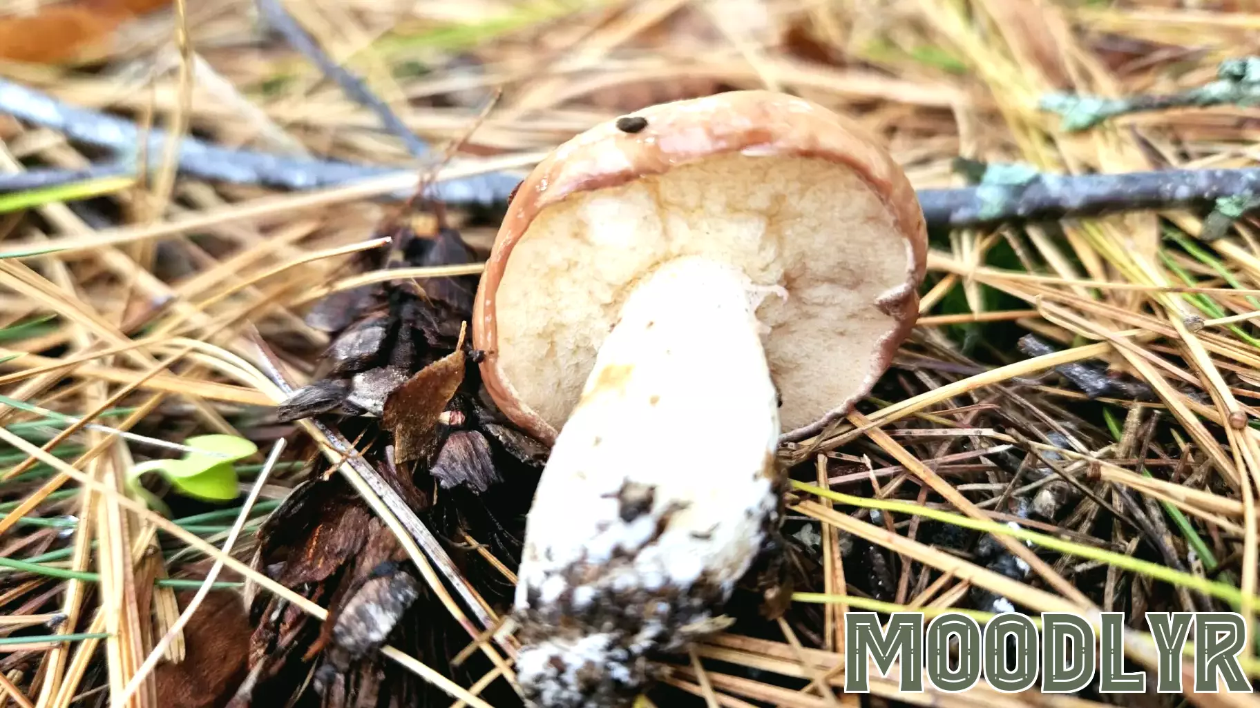 Exploring the Psychological Benefits of Psilocybin in Magic Mushrooms