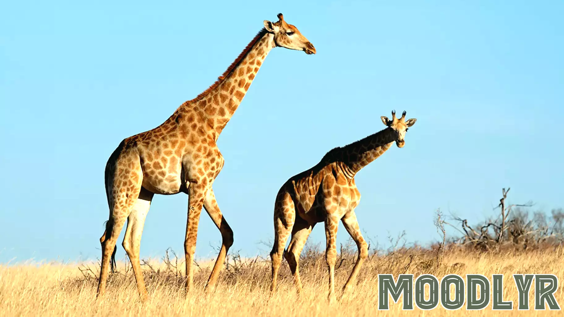 How Poop Could Save the Giraffe