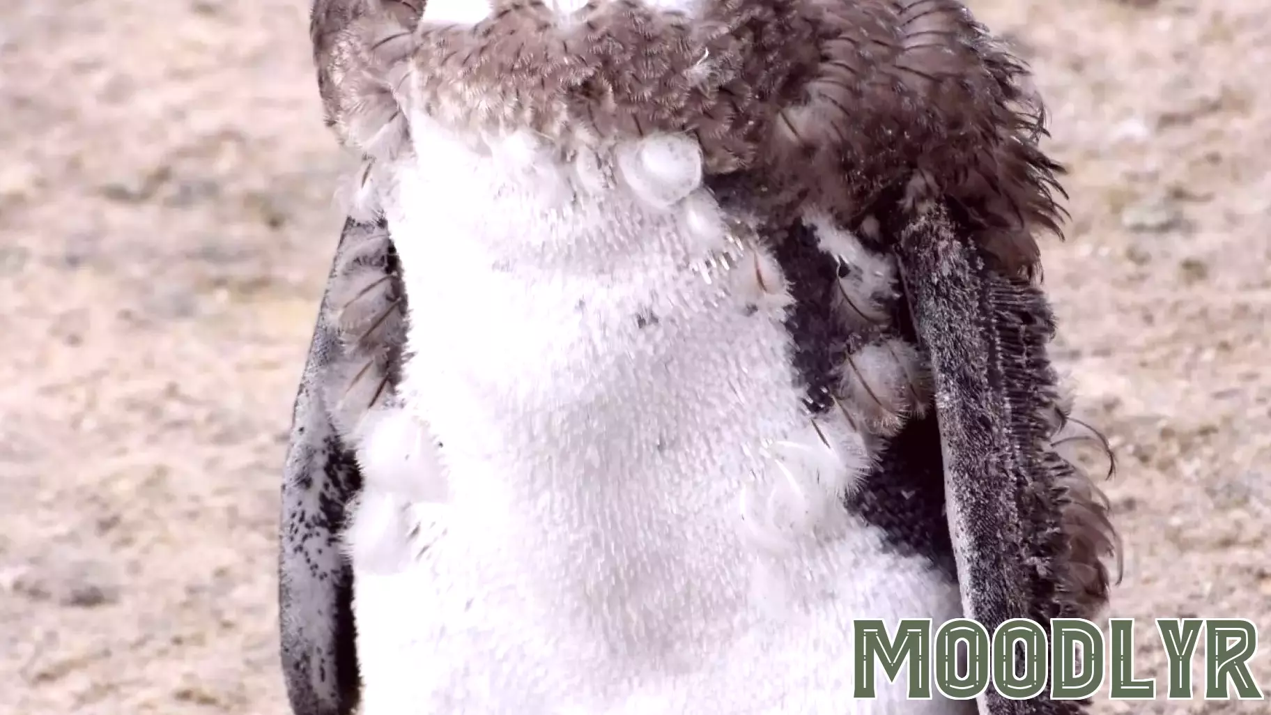 Maybe You're Not Breaking Down. Maybe You're Molting