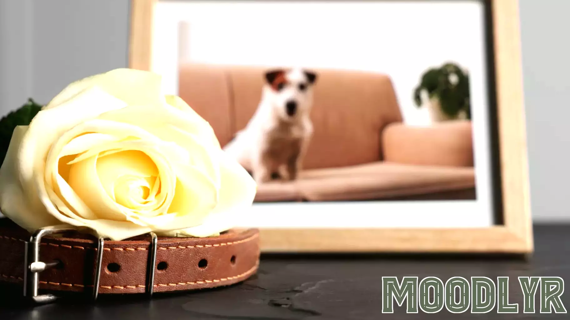 Psychology says people who grieve a pet more intensely than they've grieved some relatives aren't being dramatic — the bond activates these 7 attachment pathways that human relationships often can't access, and the grief is unfiltered because the love was