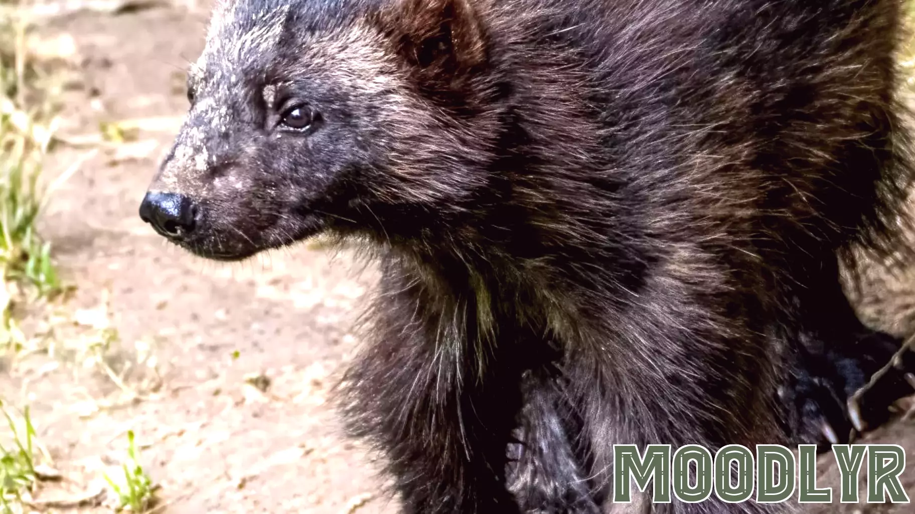The Resilient Emotional Connection of Wolverines to Nature