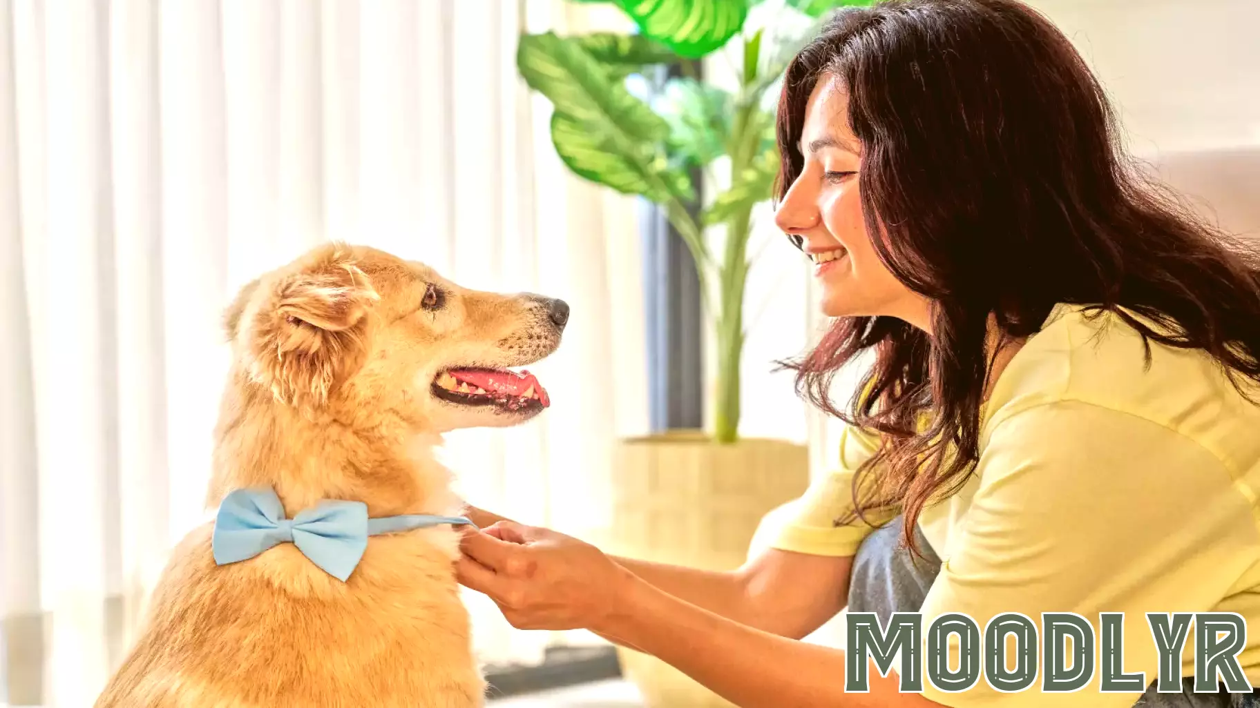 Understanding Emotional Needs Through Pet Spending