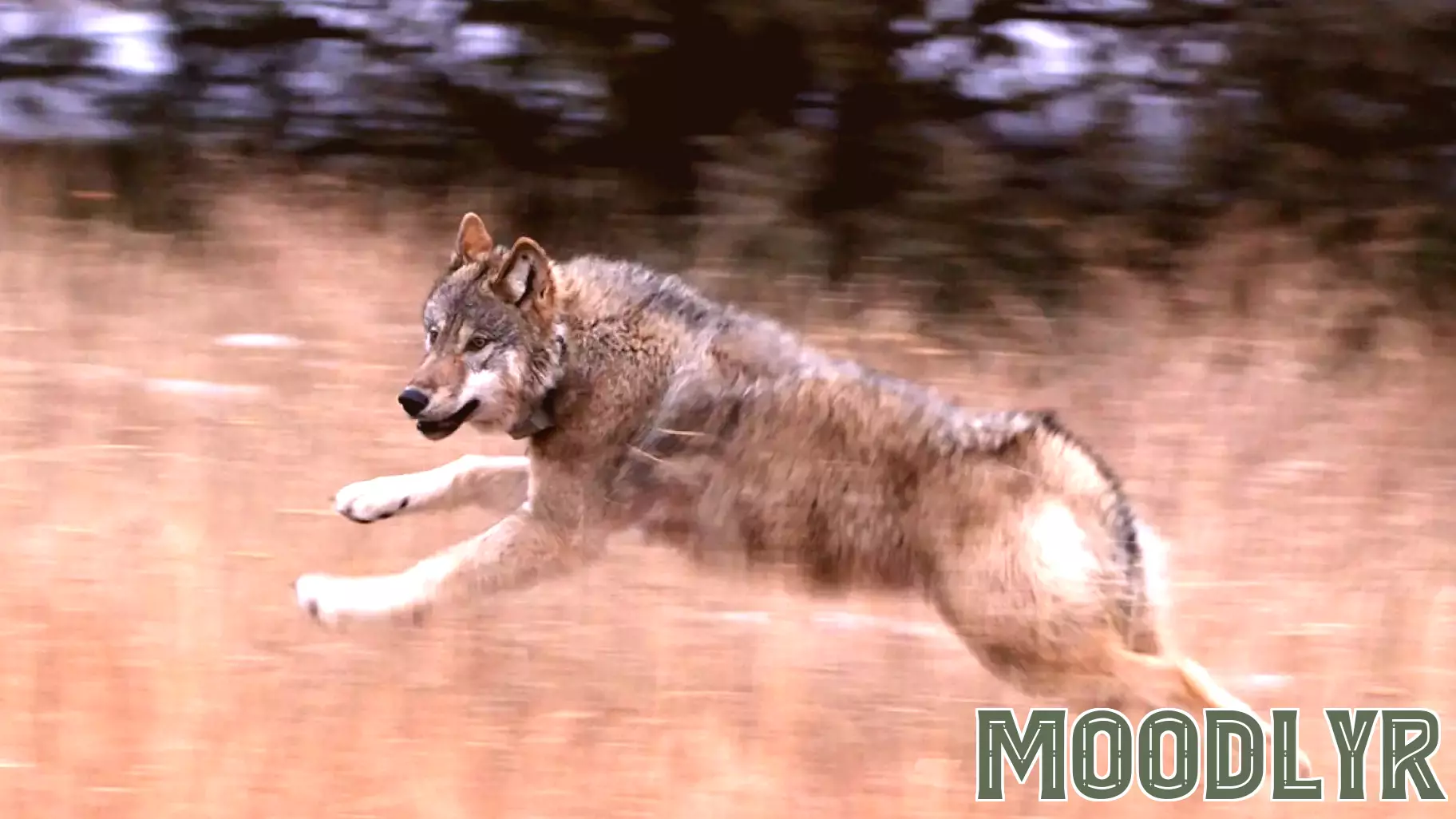 Understanding the Emotional Connections of Wildlife and Their Importance
