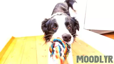 Canines Showcase Remarkable Cognitive Abilities Through Linguistic Games