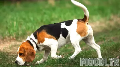 Here’s What Makes for an Ideal Scent-Sniffing Dog