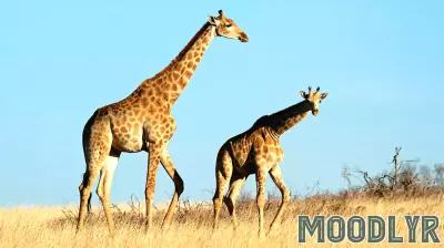 How Poop Could Save the Giraffe