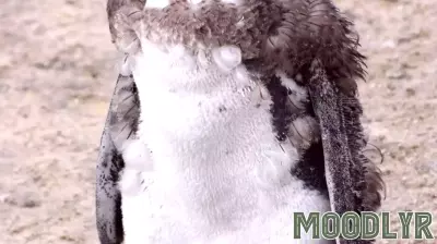 Maybe You're Not Breaking Down. Maybe You're Molting