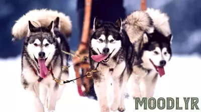 Navigating Life's Detours: The Power of Self-Regulation