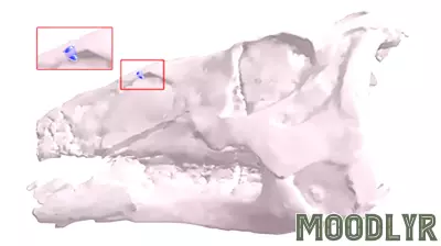 Paleontologists Solve a Prehistoric Murder Mystery