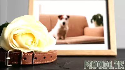 Psychology says people who grieve a pet more intensely than they've grieved some relatives aren't being dramatic — the bond activates these 7 attachment pathways that human relationships often can't access, and the grief is unfiltered because the love was