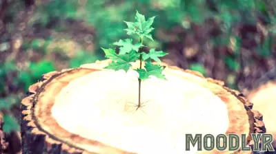 The Psychology Behind Granting Second Chances