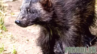 The Resilient Emotional Connection of Wolverines to Nature