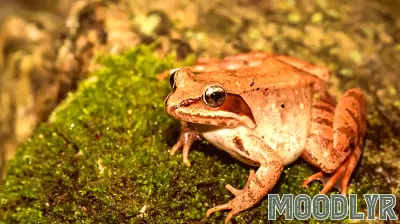 These Animals Are Expertly Adapted to the Cold