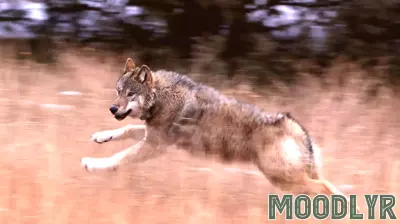 Understanding the Emotional Connections of Wildlife and Their Importance