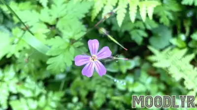 What Gossip and Small Talk Means for the Neurodiverse