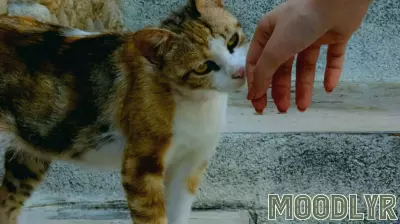 Your Cat Can Sniff You Out: What This New Study Reveals